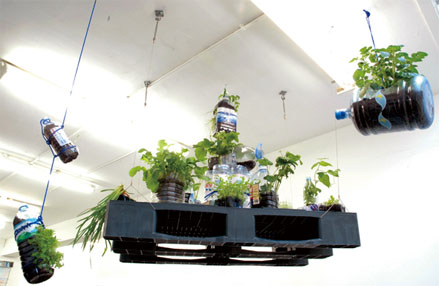hanging garden